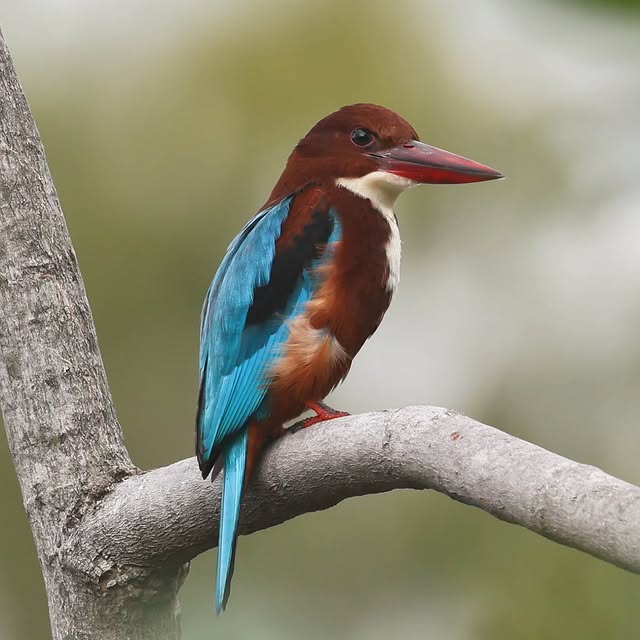  .....yland   'recent posts' 