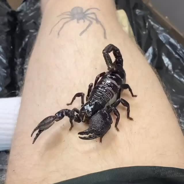  .....tatts   'recent posts' 