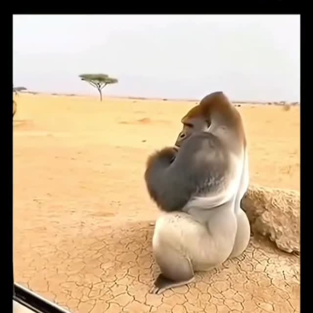  .....memes   'recent posts' 