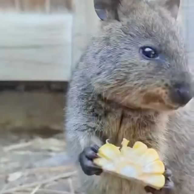  ......quokkas   'recent posts' 