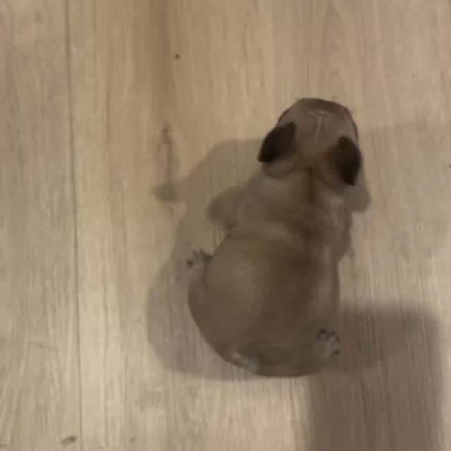  ..........ldogs_only   'recent posts' 