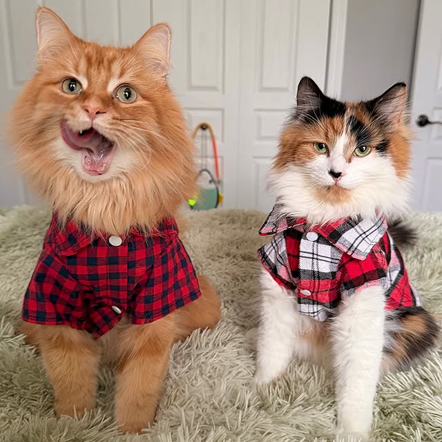  .........tofficial   'recent posts' 