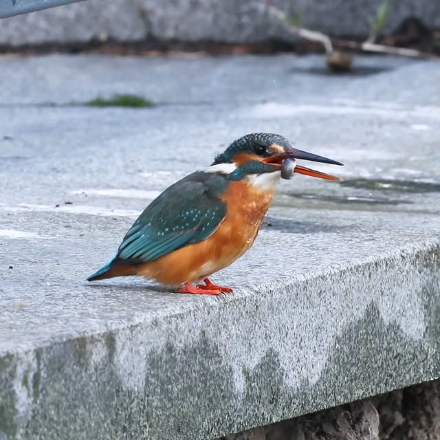  .....yland   'recent posts' 