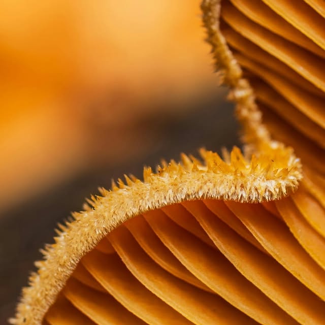  .....nnmon   'recent posts' 