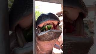  .....rthTv  'recent videos' 