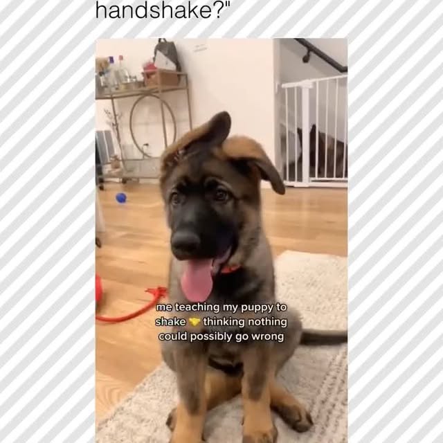  .....pawsz   'recent posts' 