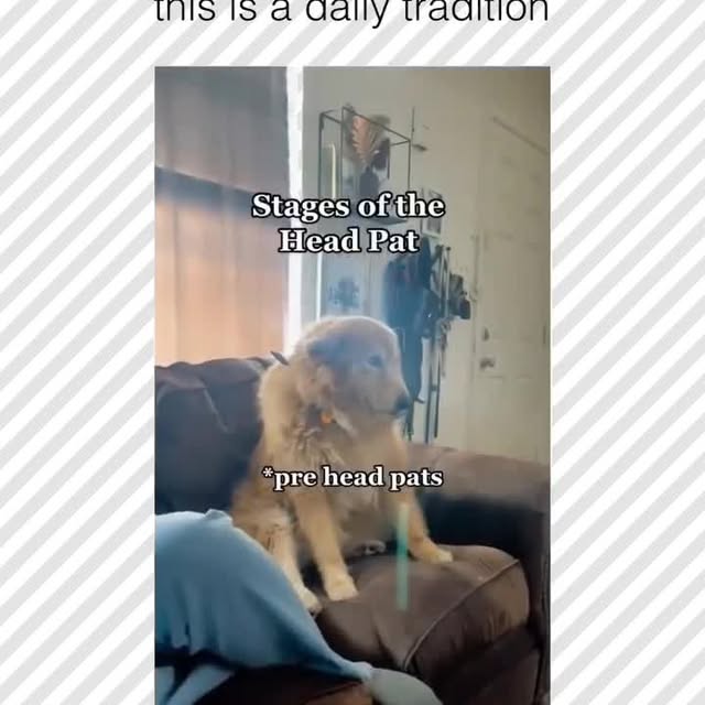  .....pawsz   'recent posts' 