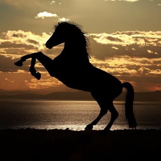 Hire ..........ary_horses influencer with 77.8k