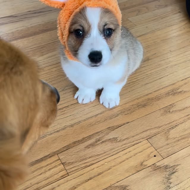  .....corgis   'recent posts' 