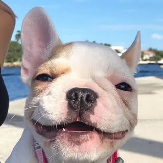 Hire ..........ldogs_only influencer with 241.3k