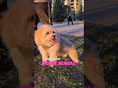  ..ni  'recent videos' 