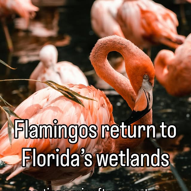  .....lorida   'recent posts' 