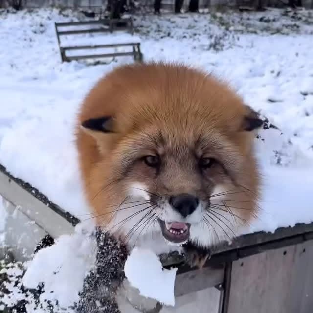  ........unlocked   'recent posts' 