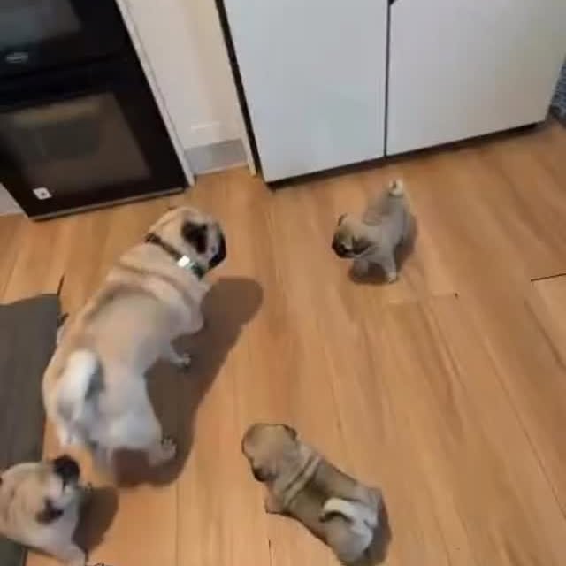  .....of.pug   'recent posts' 