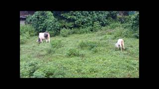  .... Rod  'recent videos' 