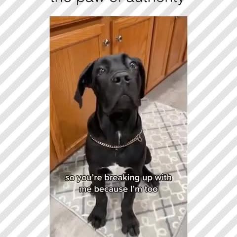  .....pawsz   'recent posts' 