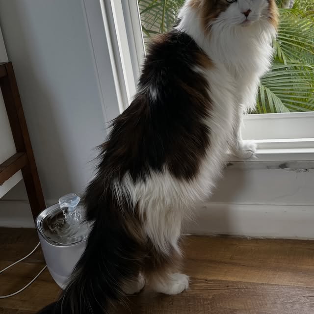  ......adamus   'recent posts' 