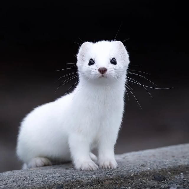  ......entpix   'recent posts' 