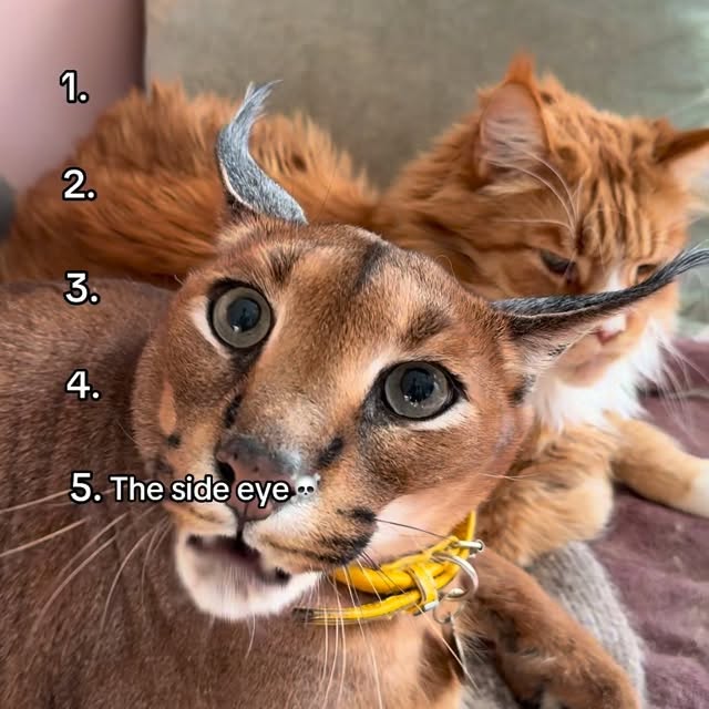  ......aracal   'recent posts' 