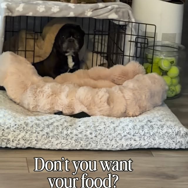  ..........ldogs_only   'recent posts' 