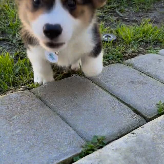  .....corgis   'recent posts' 