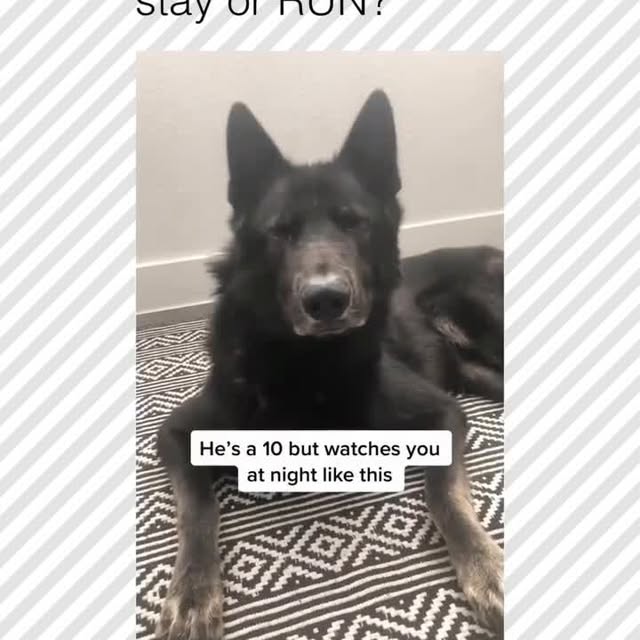  .....pawsz   'recent posts' 