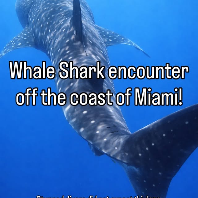  .....lorida   'recent posts' 