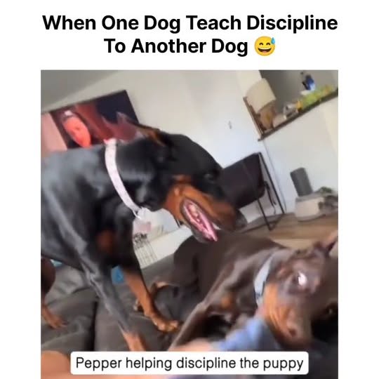  .....ibess   'recent posts' 