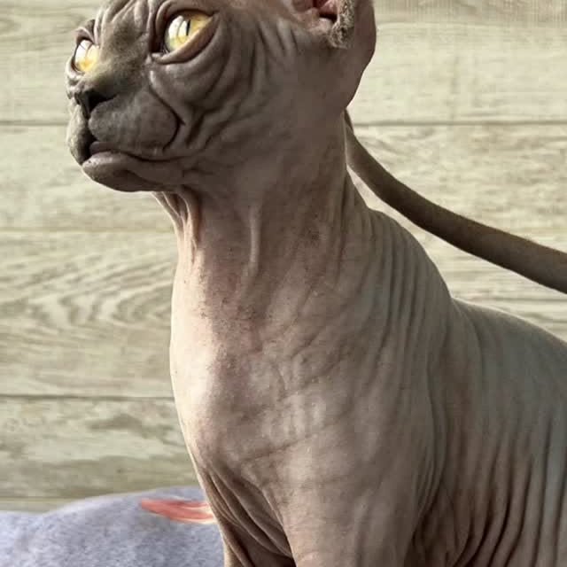  ......sphynx   'recent posts' 