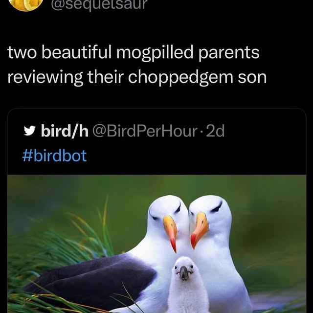  ....memes   'recent posts' 