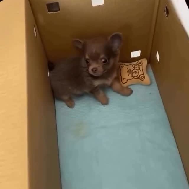  .......uapuppy   'recent posts' 