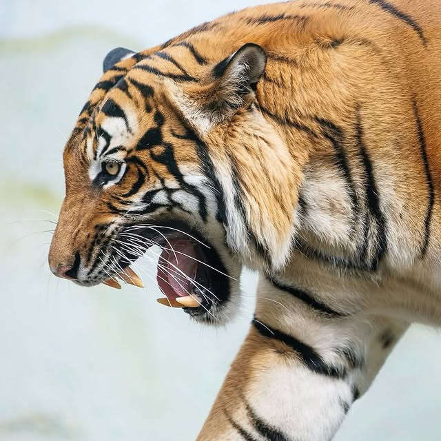  ......fehood   'recent posts' 