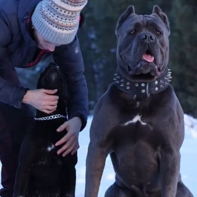  .........pet_world   'recent posts' 