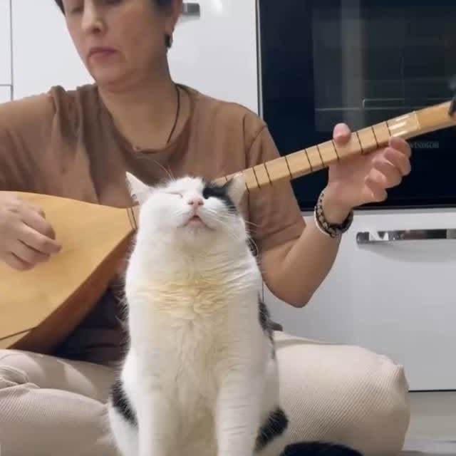  .......skittens   'recent posts' 