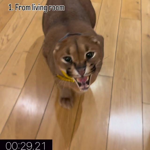  ......aracal   'recent posts' 