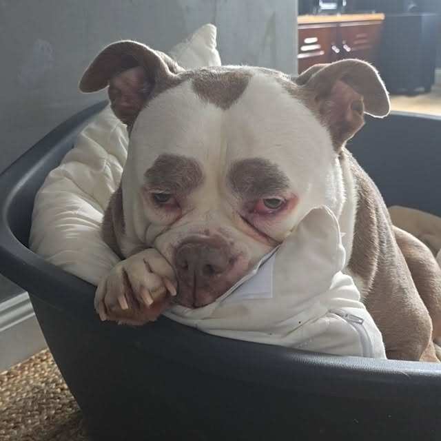  .......eyebrows   'recent posts' 