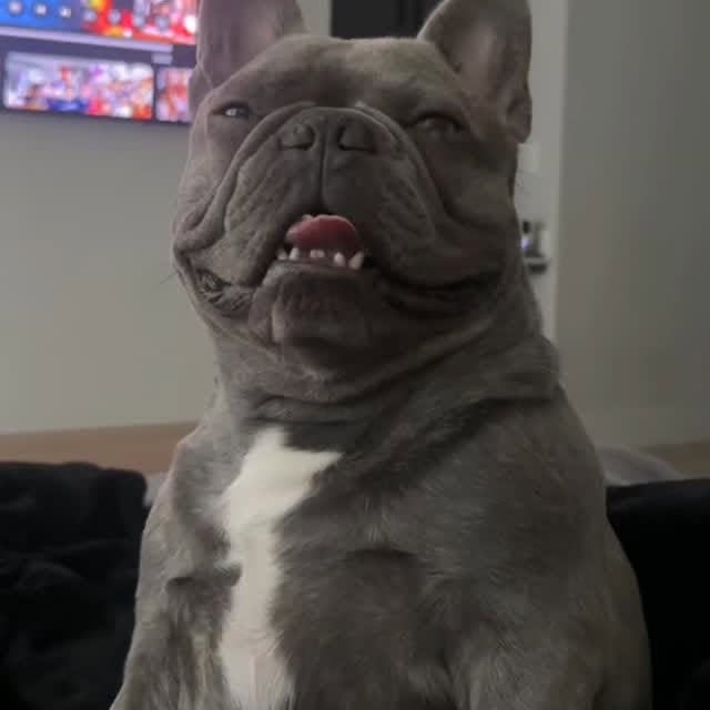  ..........ldogs_only   'recent posts' 