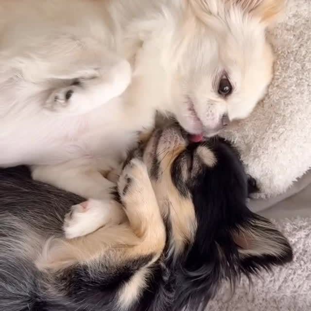  .......uapuppy   'recent posts' 