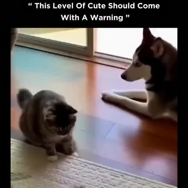  ........sweetmeow   'recent posts' 