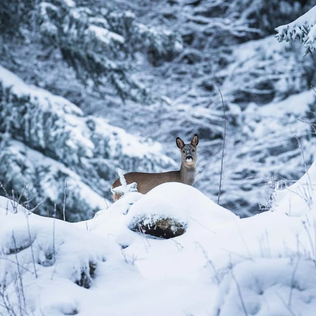  .......avelbook   'recent posts' 