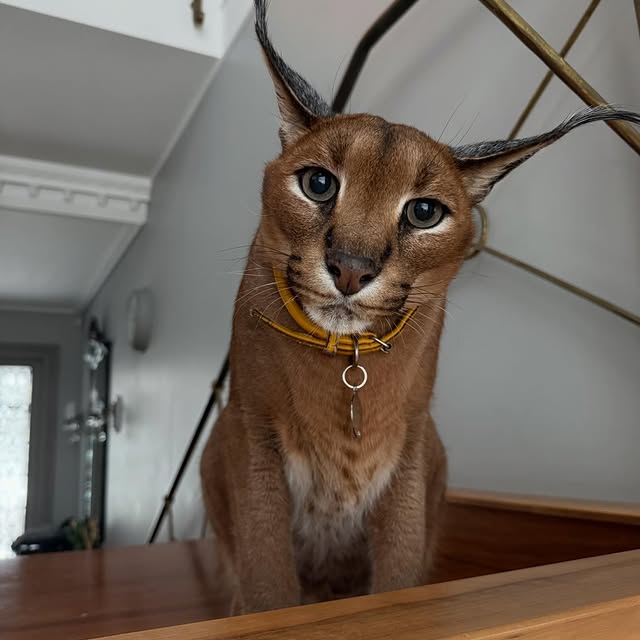  ......aracal   'recent posts' 