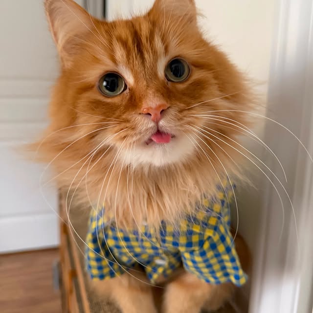  .........tofficial   'recent posts' 