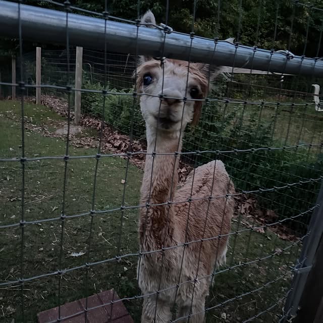  .....lpaca   'recent posts' 