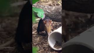  .....rthTv  'recent videos' 