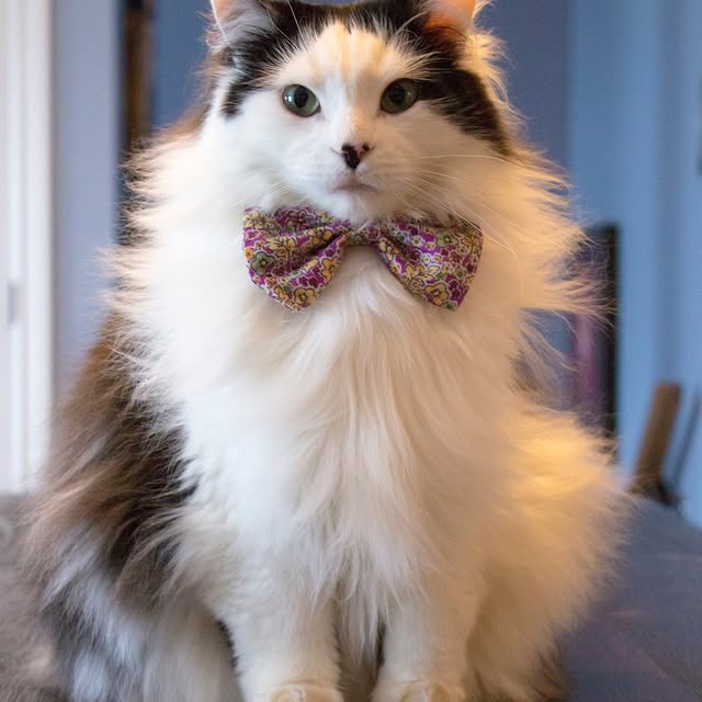  .........tofficial   'recent posts' 