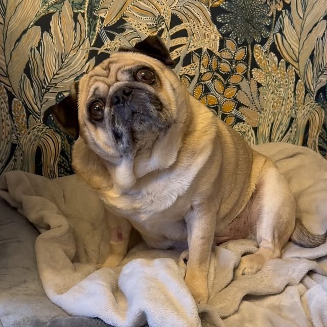  .......elazypug   'recent posts' 