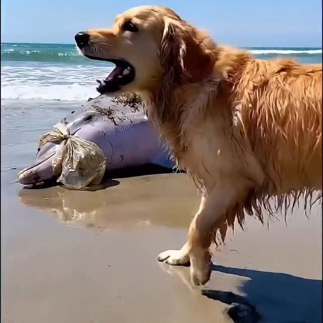  .......xplores   'recent posts' 