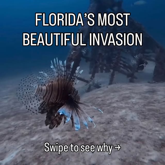  .....lorida   'recent posts' 