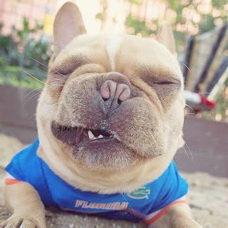 Hire .......frenchie influencer with 105.1k