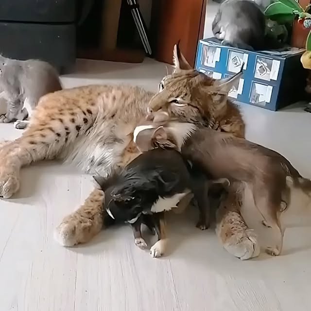  ...urre   'recent posts' 